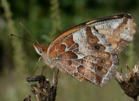 Variegated Fritillary